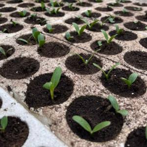 visoka-tmeperatura-3-2